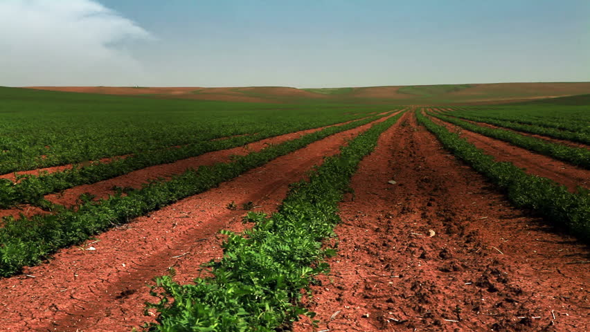 Wide shot of a field of bean plants growing in rows in Israel.