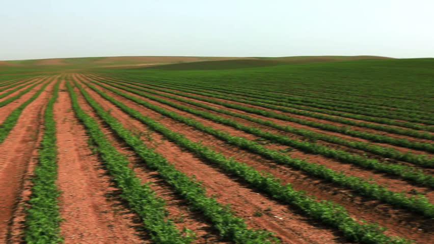 Wide pan, right to left, of rows of green cultivated bean plants, planted in the