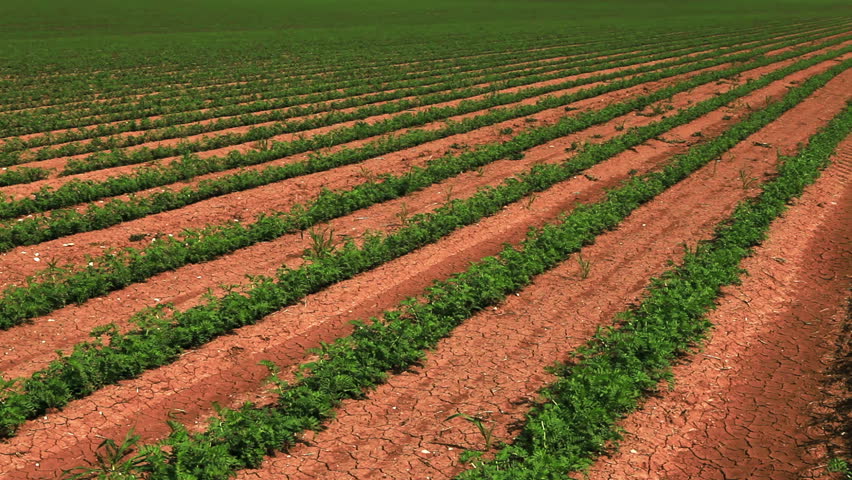 Wide pan, left to right, of rows of green cultivated bean plants, planted in the