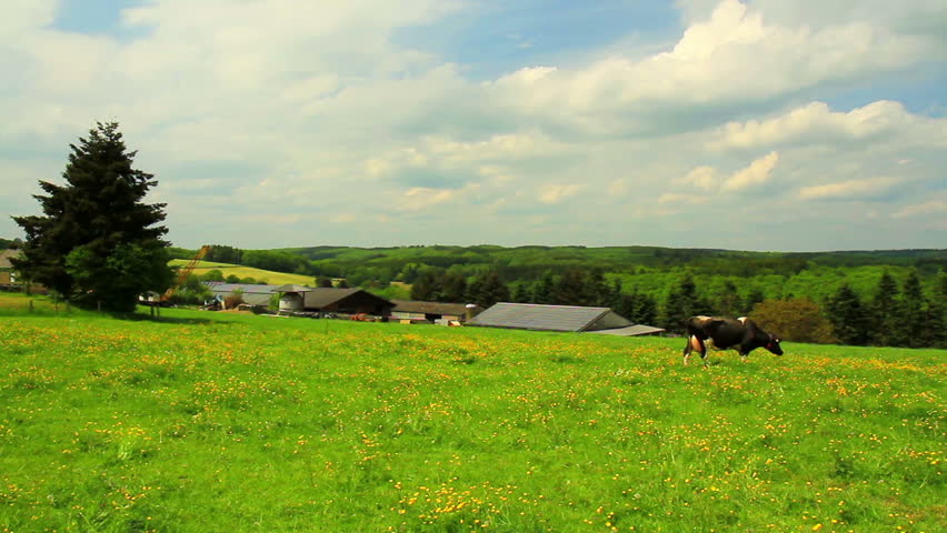 Cows on the meadow in Luxembourg in a spring day.