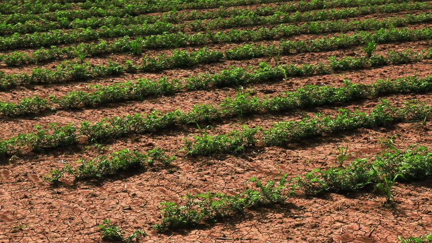 Pan left to right of rows of soy bean plants,planted in the dry cracked soil of