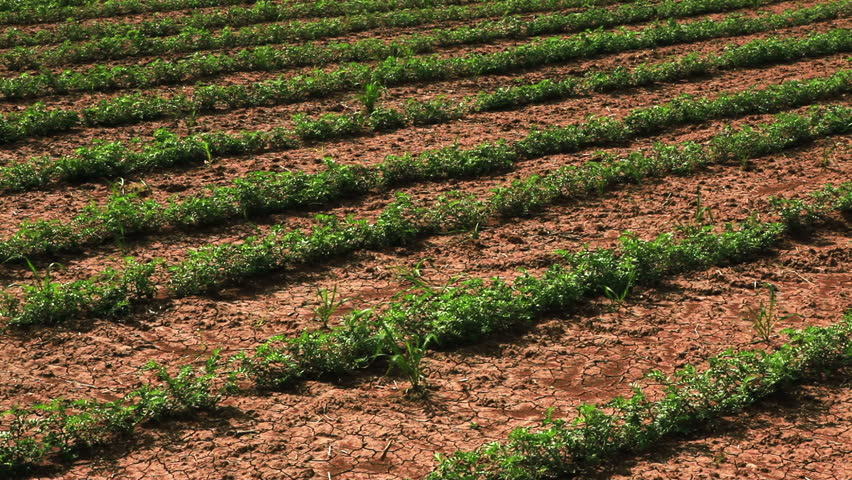 Rows of soy bean plants,planted in the dry cracked soil of Israel. 