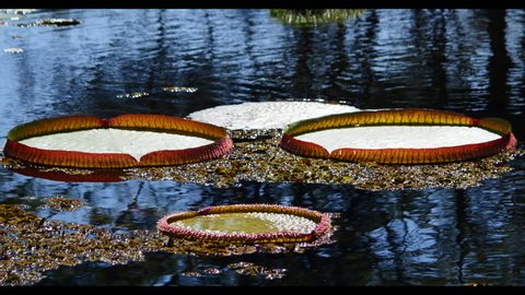 Water Flora. Victoria Regia in Amazon, Brazil. The Largest Lily