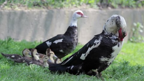 Bird muscovy duck/family adult birds ducklings muscovy duck
