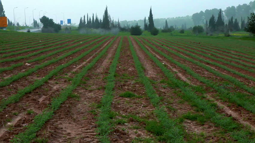 Tilt down of a soy bean field in Israel with small, green, young plants in rows