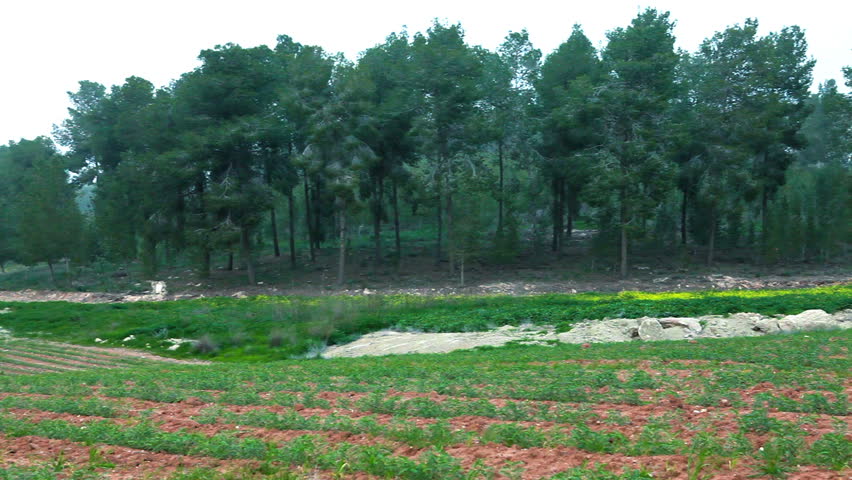Pan left to right of a soy bean field in Israel with a tall forest of trees in