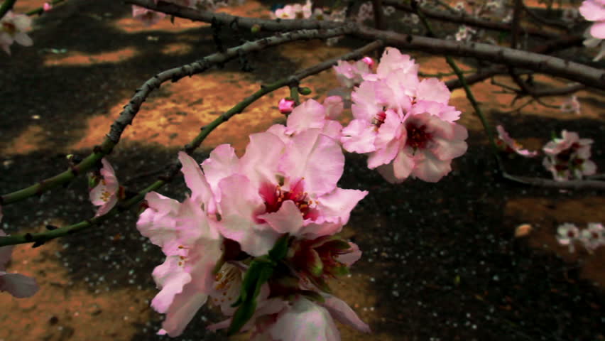 Quick pan, close-up from pink and pearl blossoms in a tree, to another set of