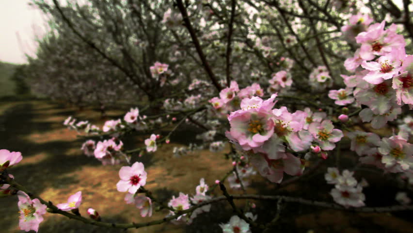 Slider dolly move left to right of a medium shot of a blossoming tree with pink
