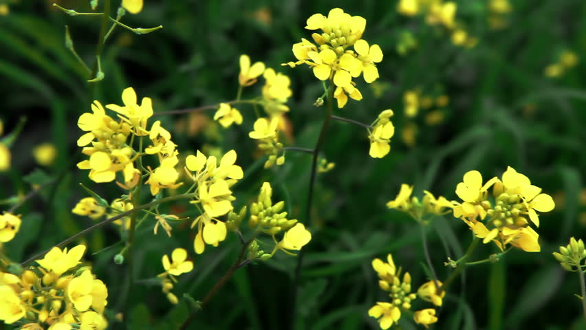 Close up of yellow wildflowers swaying in the breeze with the green foliage as a