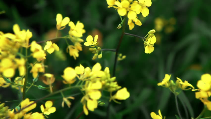 Slight tilt up of a close up of yellow wildflowers swaying in the breeze with