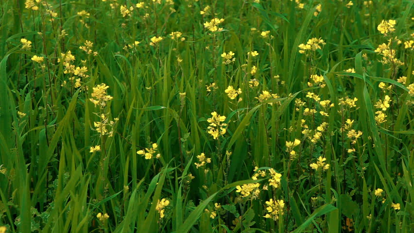 Medium wide of yellow wildflowers swaying in the breeze with the green foliage