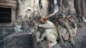 Lopburi city in Thailand, thousands of macaque monkeys live in freedom.
During the monkey festival. A group of young curious monkeys play with the camera lens

