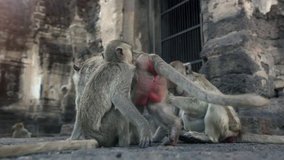 Lopburi city in Thailand, thousands of macaque monkeys live in freedom. 
During the monkey festival. In the temple Phra Prang Sam Yod, a female looking fleas in the fur of a male  
