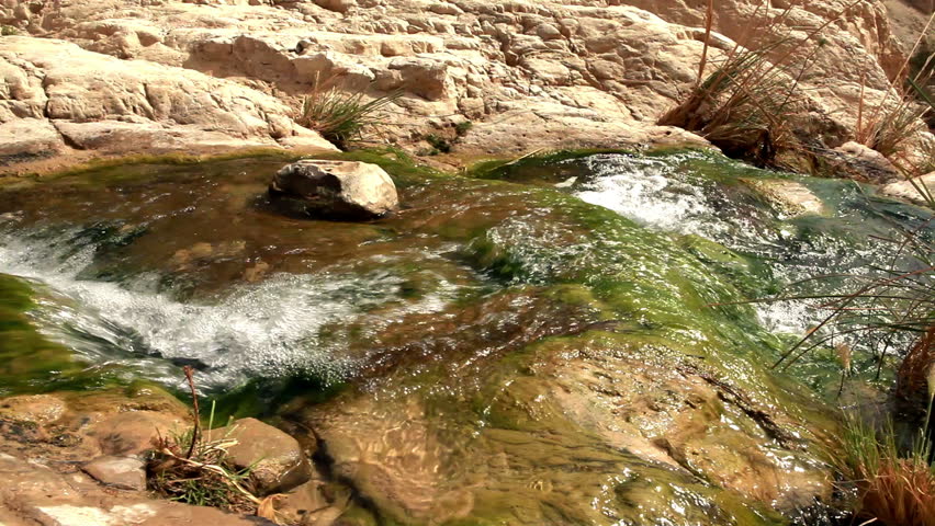Dolly following a mossy-bottomed stream as it flows toward the Ein Gedi Nahal