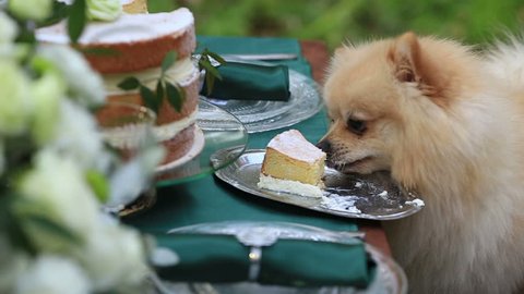 Little cute pekingese puppy eats a celebratory cake outdoor