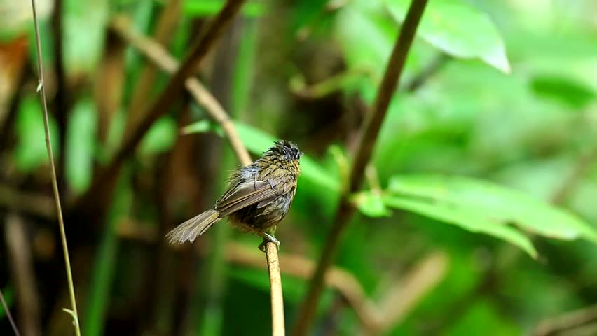Grey-throated Babbler after take a shower, thailand
