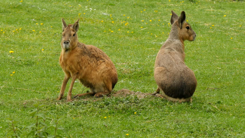 Couple of maras (Dolichotis patagonum) on a meadow 4K UHD closeup . They are a genus of the cavy family