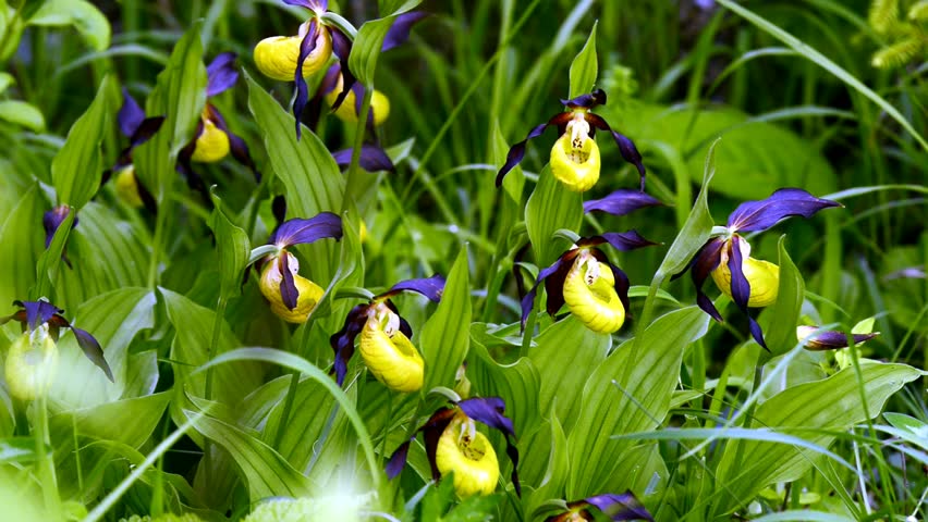 purple lady slipper orchid