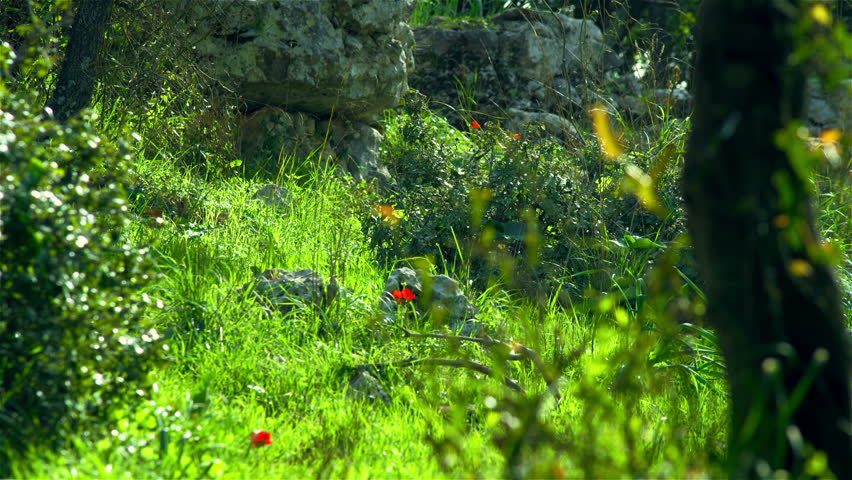 Static shot of flowers, rocks, greenery and the wind blowing through the grass