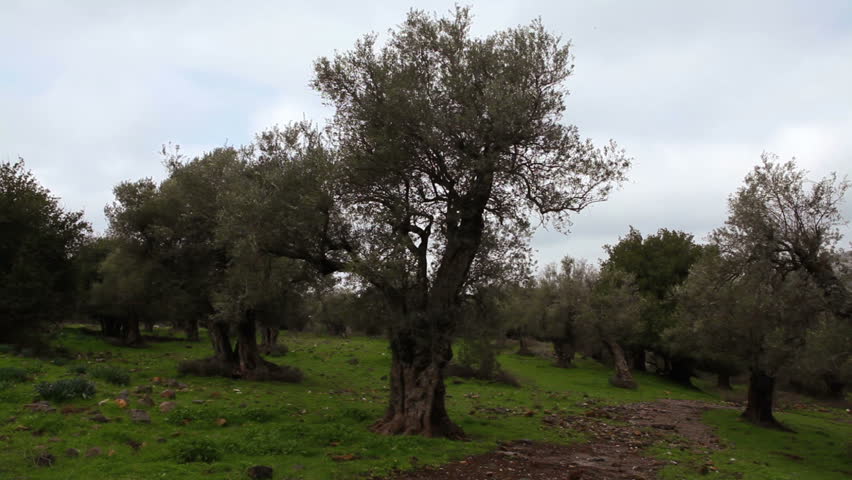 Wide dolly slider move from up left to down right of an ancient olive orchard in