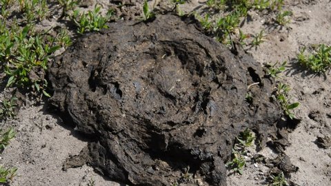 Anthill Mound Mud On Floor Florest Stock Photo 1279976545 | Shutterstock