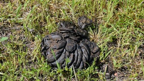 The Horse Shit Poo Is の動画素材 ロイヤリティフリー Shutterstock The Horse Shit Poo Is の動画素材 ロイヤリティフリー Shutterstock