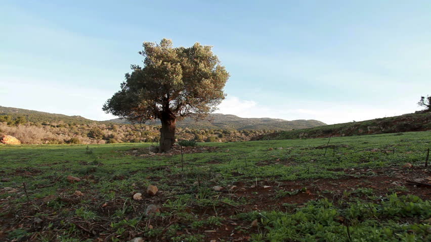 Low angle dolly right to left with a lone tree in the hills of Israel being the