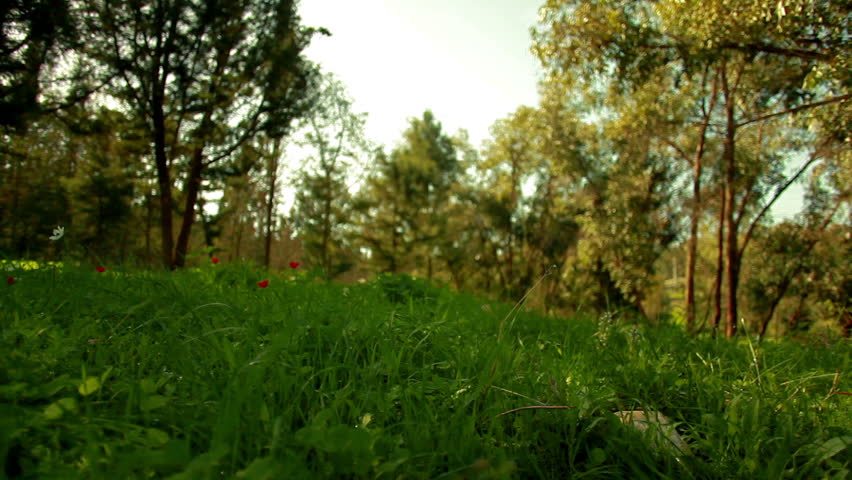 Right to left slider dolly move along a green forest floor with scattered red