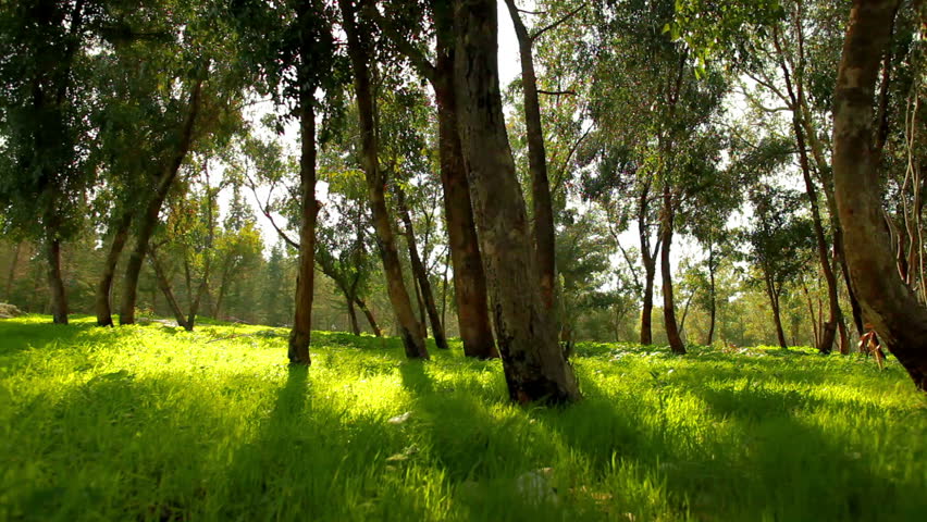 Wind Blowing Through Trees Sound Effect Free Download