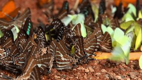 
Many species butterflies eat salt on wet ground , Kaeng Krachan national park, Thailand: Nature video HD relaxing