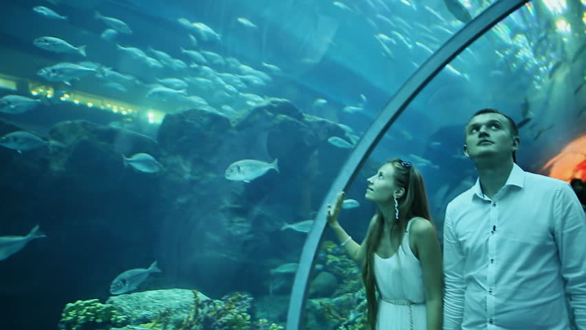 Guy and Girl walk on an underwater aquarium. | Shutterstock HD Video #17073160