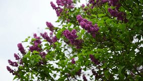 Lilac flowers blooming on lilac tree branch in early springtime
