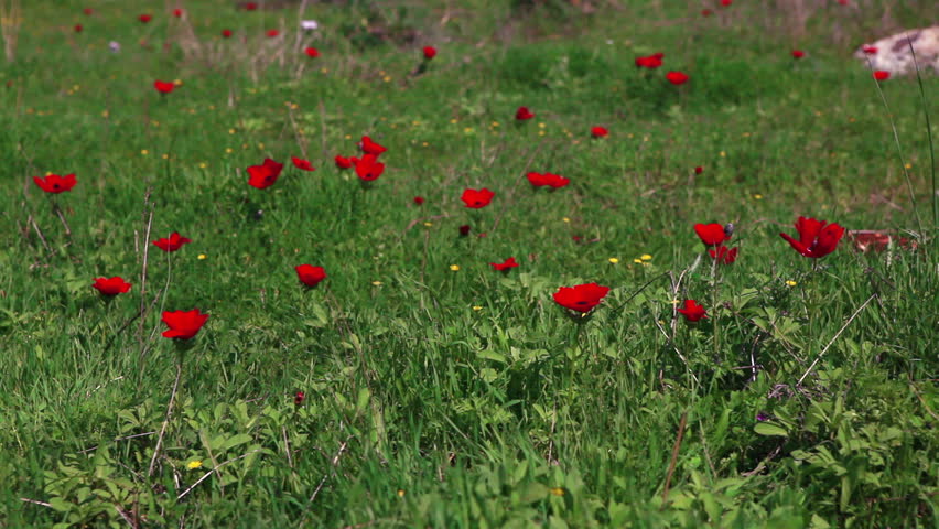 Medium wide shot of red flowers scattered throughout a field of green in the