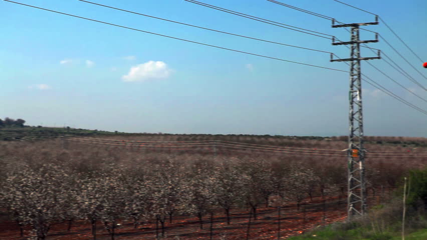 Left to right panning shot showing of a huge, blossoming almond orchard sharing