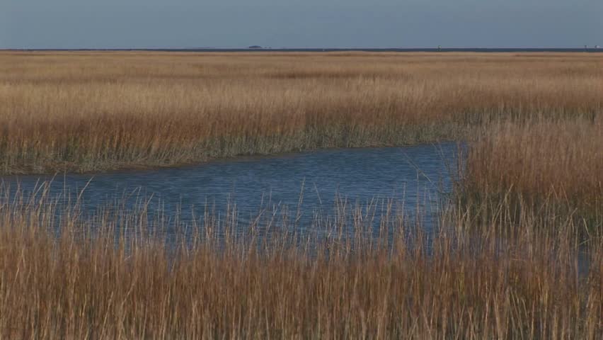 Overview of Wachapreague golden reeds in marshland with lagoon in Accomack county Eastern shore of Virginia, USA  