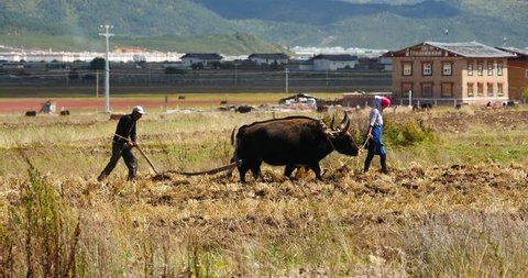 Oct 20,2015:4k tibetan people use strong yak Arable land in shangrila yunnan,china. gh2_10360_4k