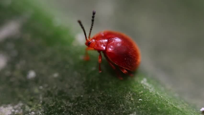 Small Red Lily Beetle resting on a leaf