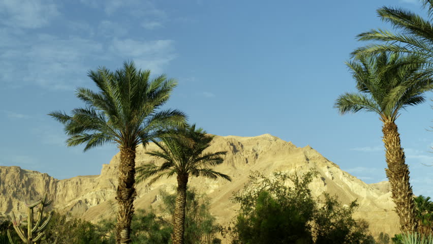 Ein Gedi Israel area, shot facing west toward the barren mountains.  Palm trees