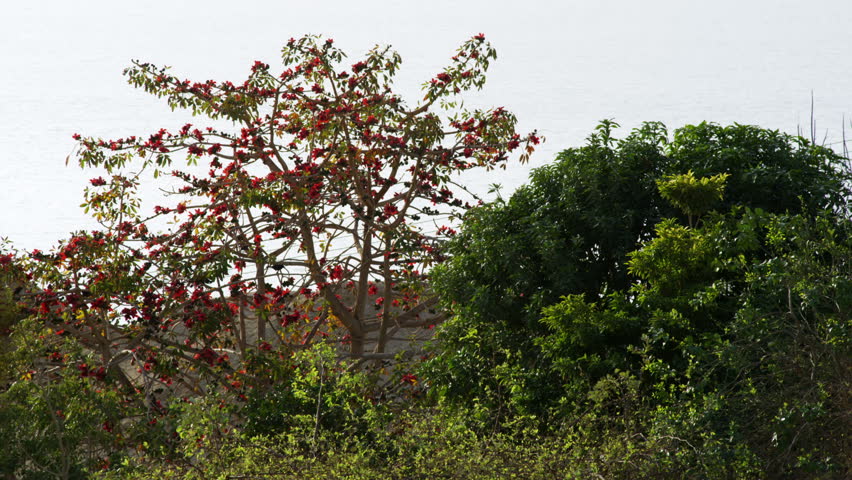 A shot of birds in a red flowered tree surrounded by green trees and shrubs.  In