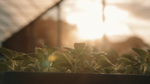 Sunset Greenhouse Time-lapse
