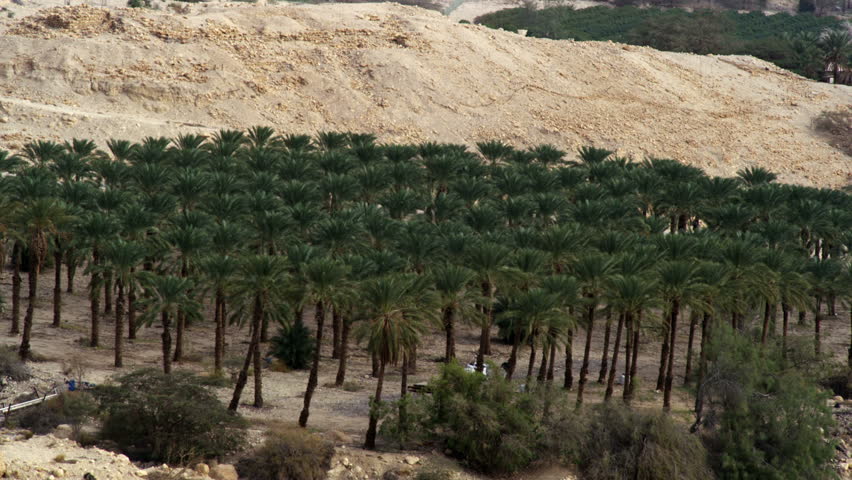 Medium shot of an orchard of some sort of palm trees at the foot of the Ein Gedi