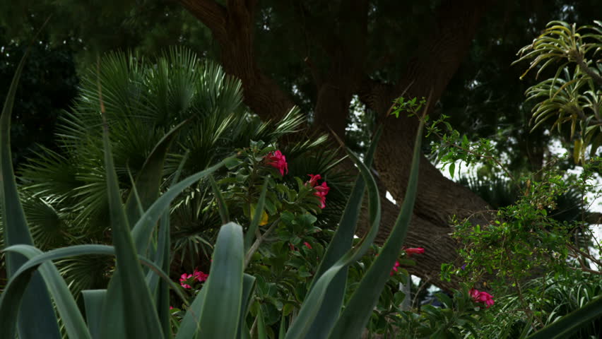 Lush green trees and shrubs at the Kibbutz at Ein Gedi Israel.   An eucalyptus plant is in the foreground and red flowers are between the plant ant the trees.   02/27/2011