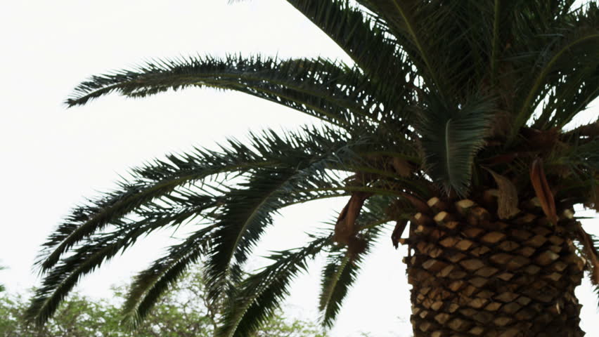 Move down a palm tree to other greenery at the Kibbutz in the Ein Gedi region of