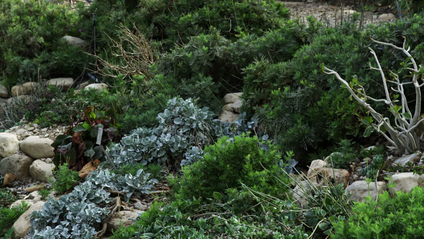 Rock garden with cornucopia of foliage mostly green and bluish in colo at the