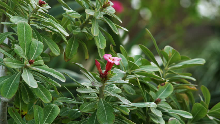 This is a close up shot of a green plant with long skinny leaves and a pink