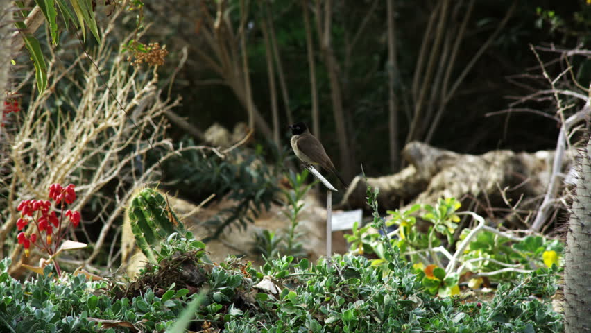 Small bird with black head poses for the camera, surrounded by flowers, trees, cactus and other plants, then flys off screen left.   02/27/2011