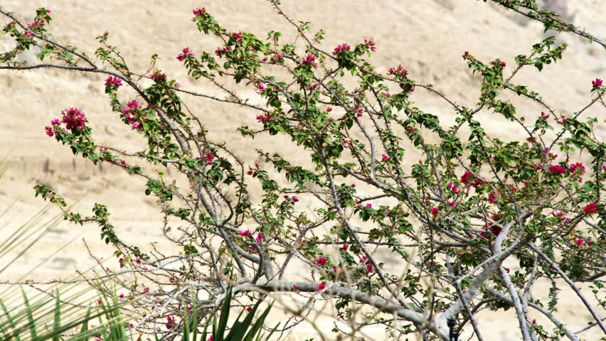Rack focus from a pink flowered shrub to the stark barren mountain in the