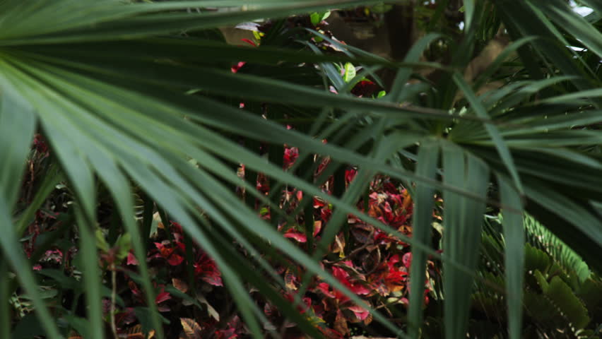 Rack focus from the foreground palm leaves to the background red flowers, at Ein