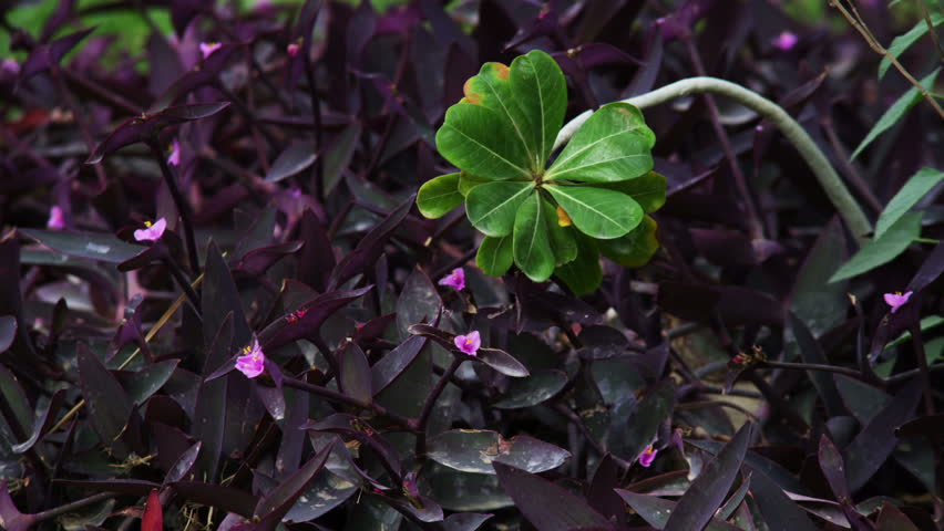 One green petaled plant  in the foreground and a mass of purple leaves in the