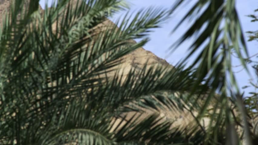 Palm Foliage leaves with barren red mountainside in the background, at Ein Gedi